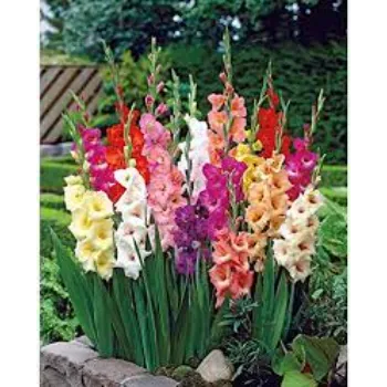Gladiolus Flowers